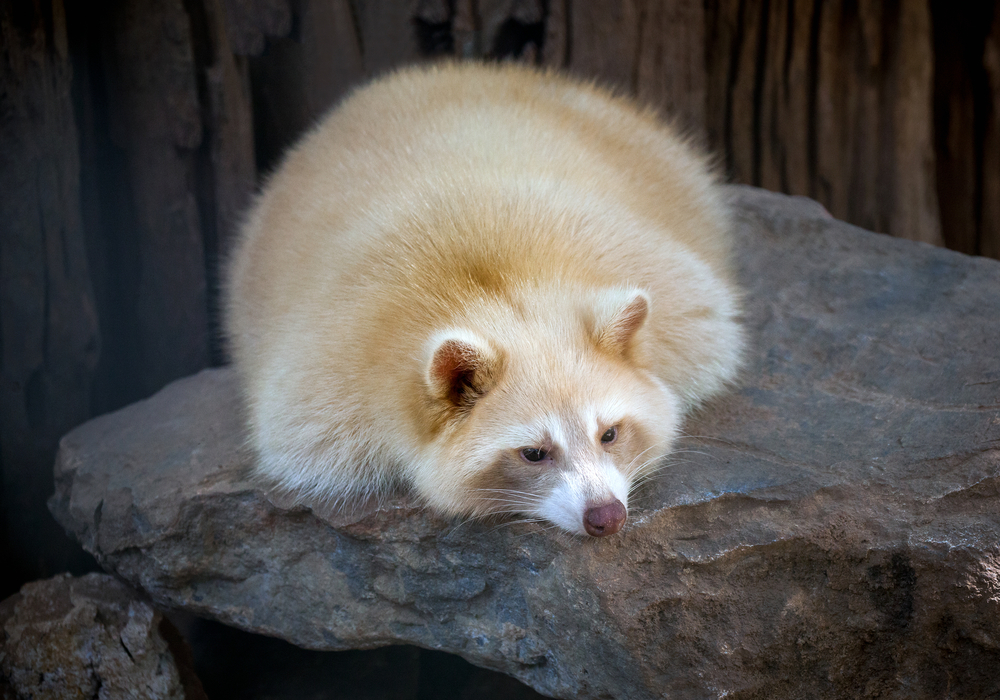 Albino racoon laying on a rock.