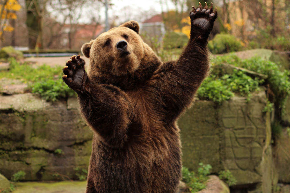 Grizzly bear standing only on its back legs.
