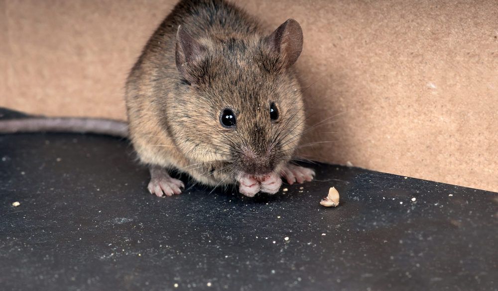 How to stop mice from shacking up in your cottage