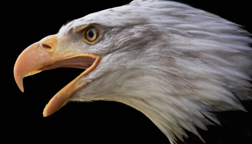 Close-up side-view of a bald eagle with its mouth open.