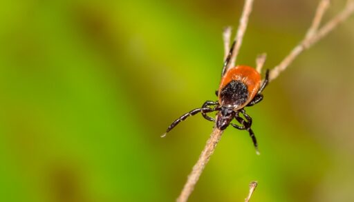 A tick on a twig.