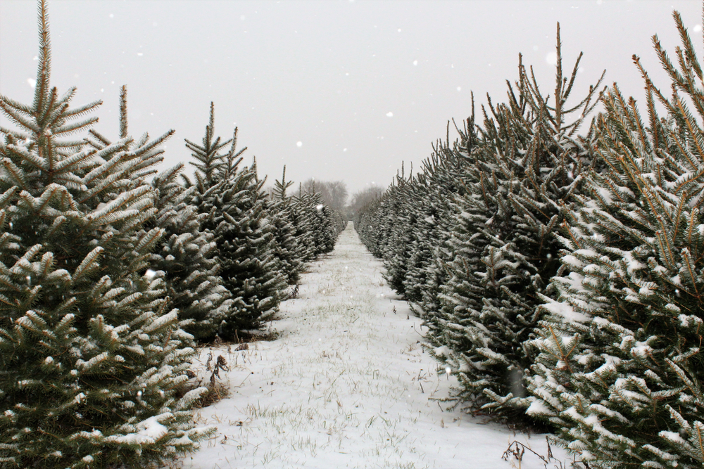 Long row of pine trees on a Christmas tree farm.