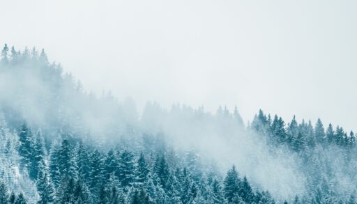 Steep forest of snowy trees with fog hanging above.
