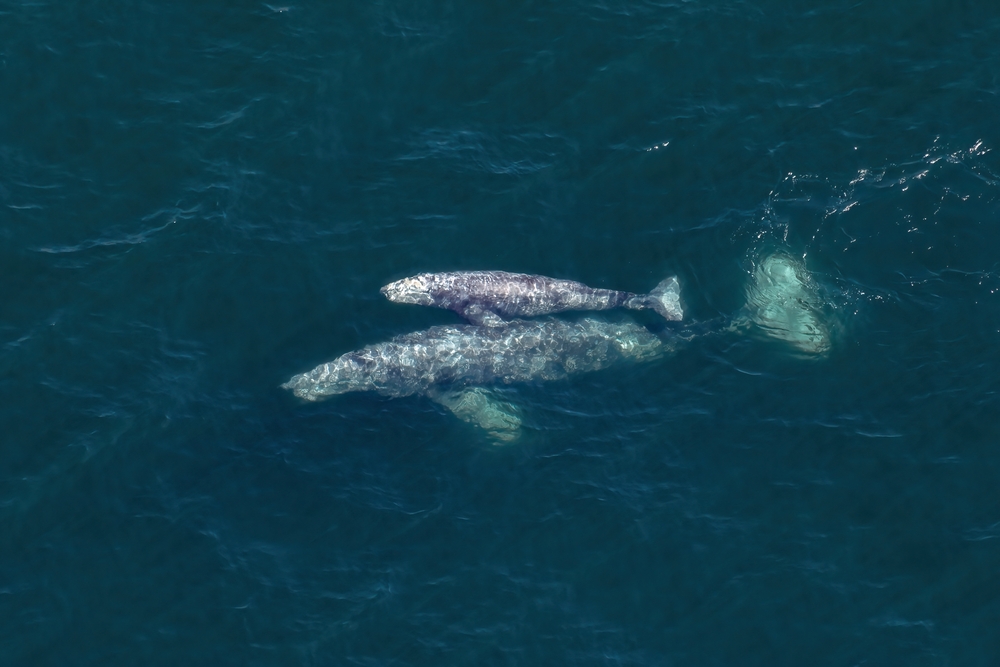 Aerial view of a two grey whales, a calf and an adult, swimming in the ocean.