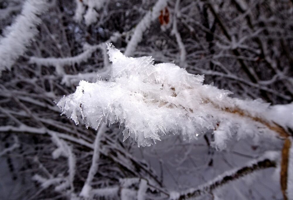Frost flower on a branch weather phenomena.