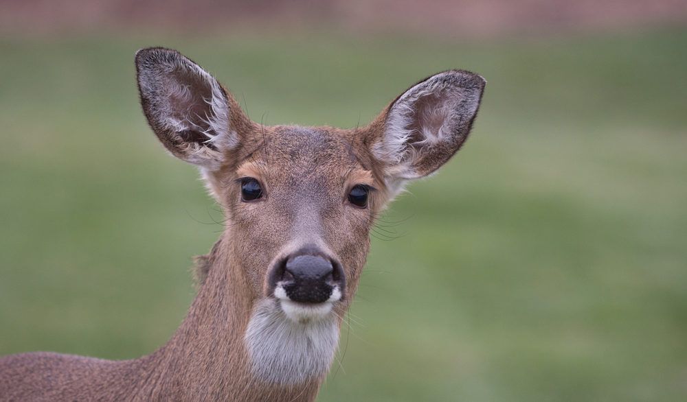 Close-up of a white-tailed deer looking at the camera.