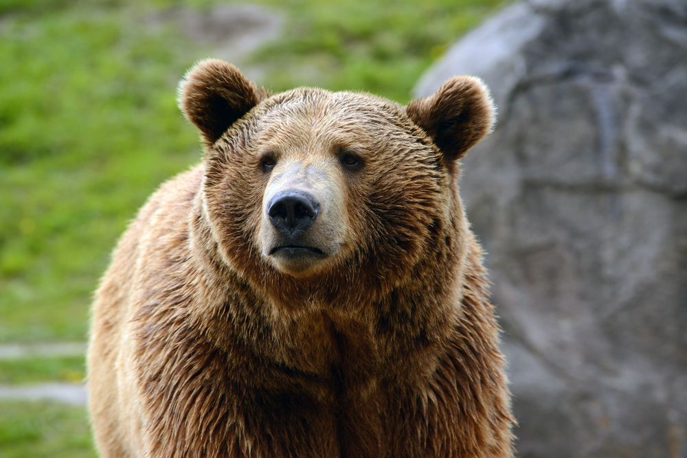 Close-up of a grizzly bear against a blurred background.
