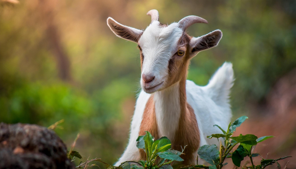 Brown and white goat standing next to a rock and green weeds.