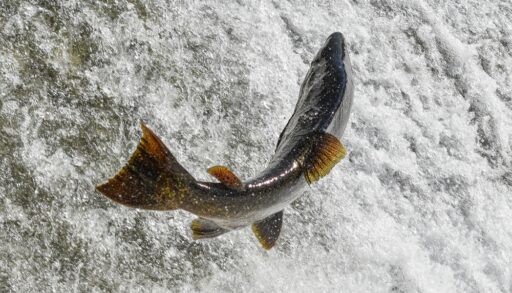 Salmon jumping out of water.