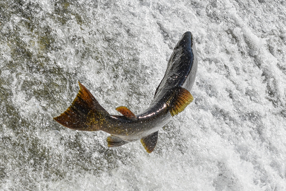 Salmon jumping out of water.