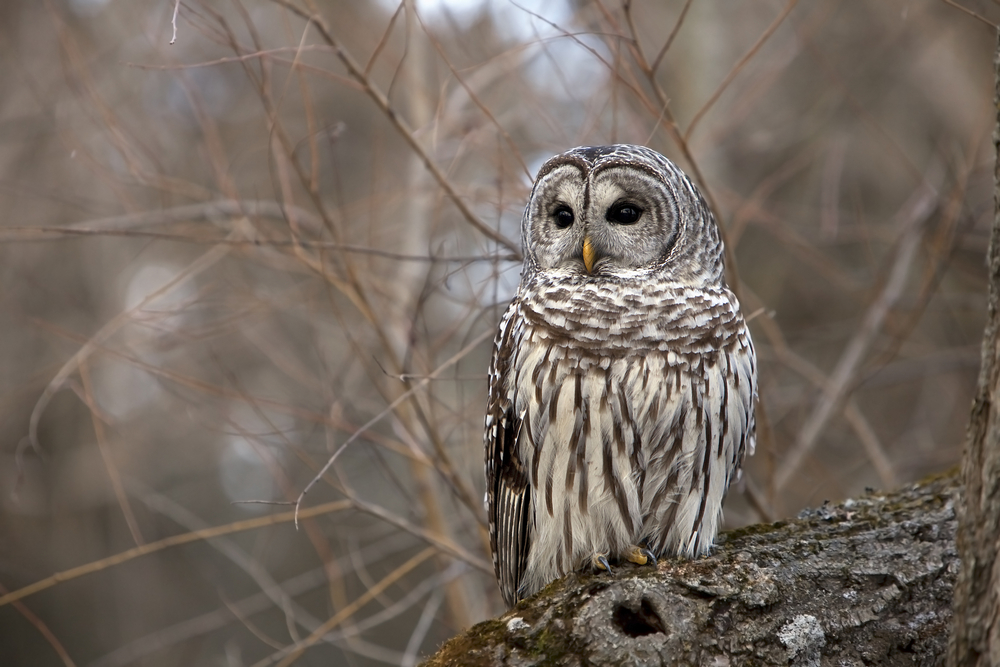Wild barred Owl perched on a log in a forest in Ontario, Canada.