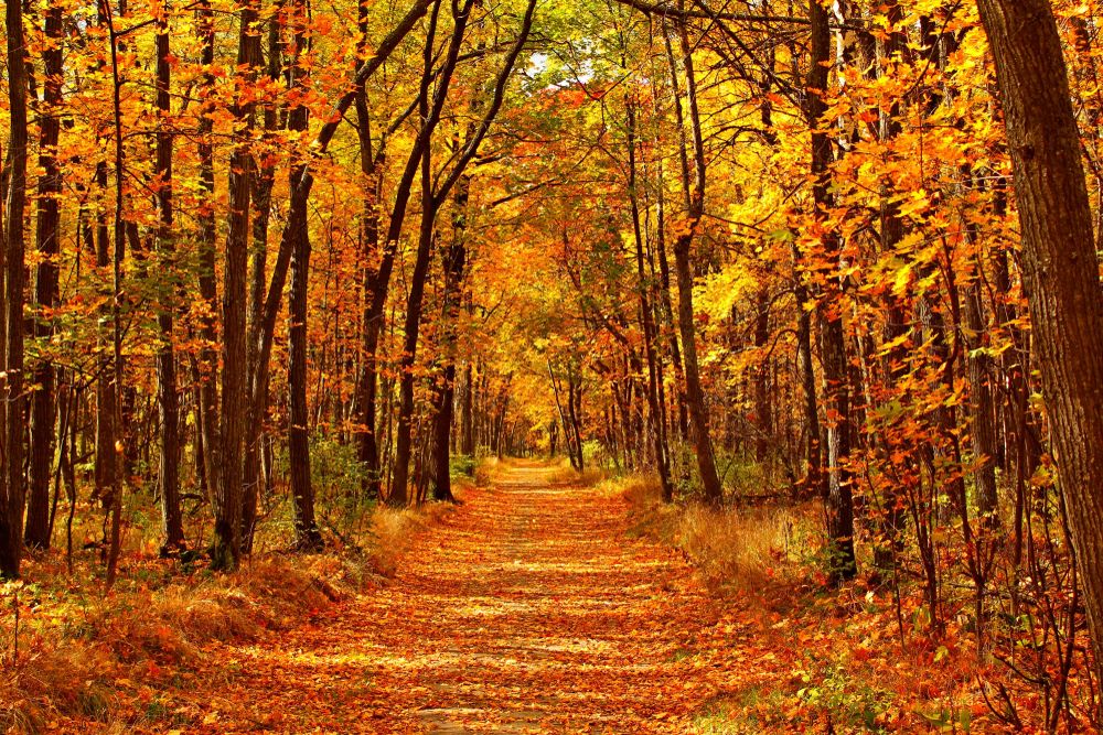 Autumn foliage bordering a trail in a forest.