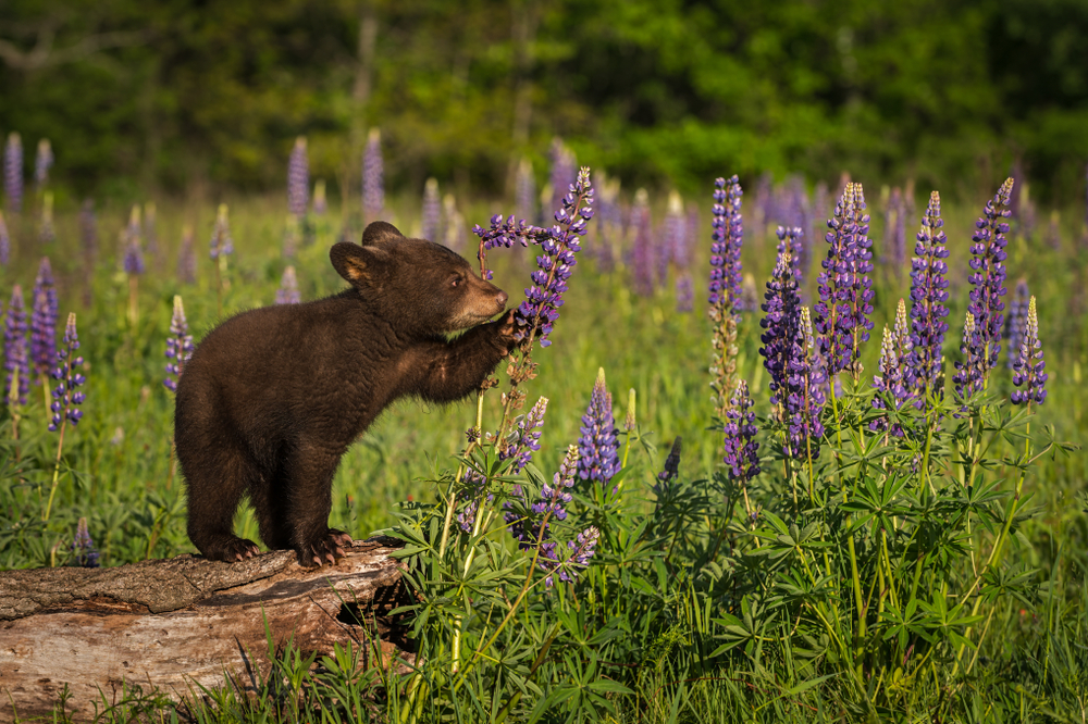 Grizzly bear cub in a lavender field grabbing a lavender plant.