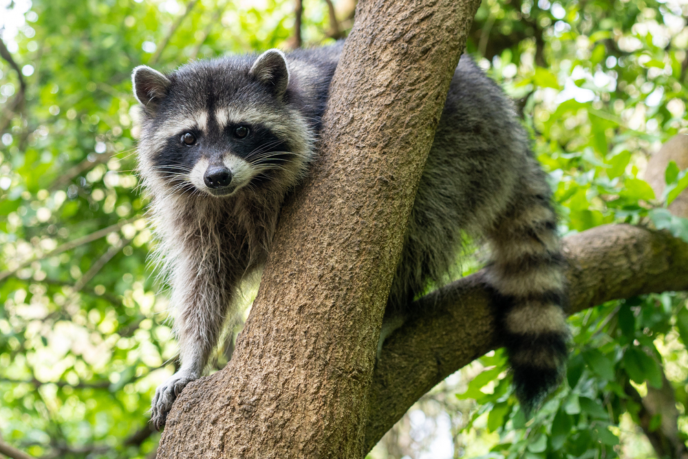 Raccoon in a tree balanced on the branches.