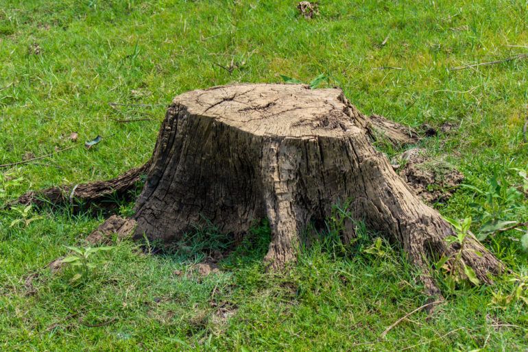 The best ways to remove a tree stump Cottage Life