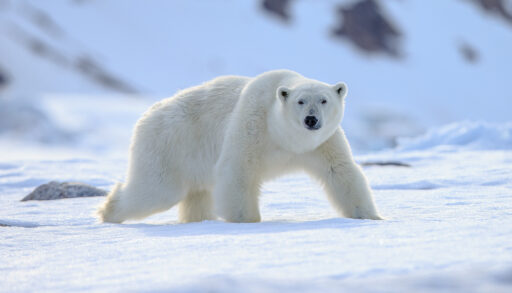 Polar bear in mid-walk walking across a snowy landscape.