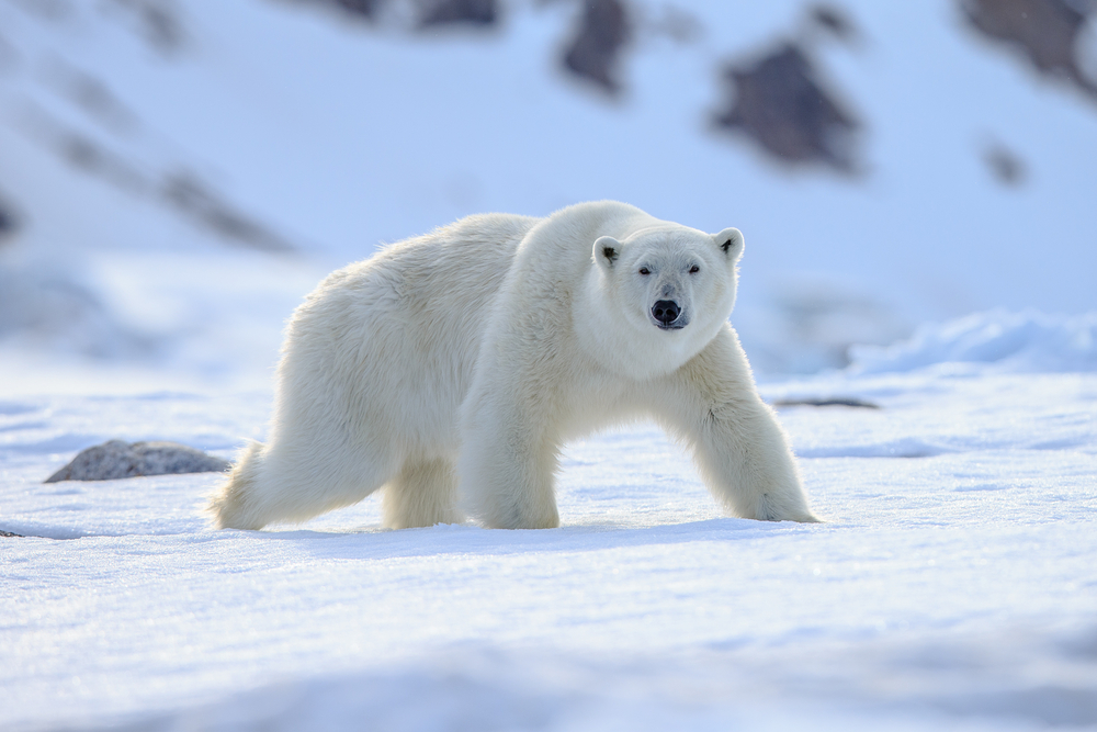 Polar bear in mid-walk walking across a snowy landscape.