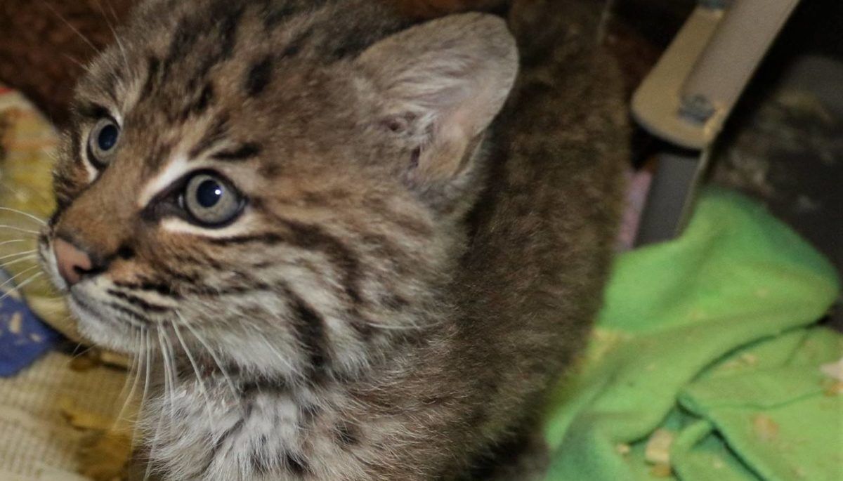 Bobcat 2