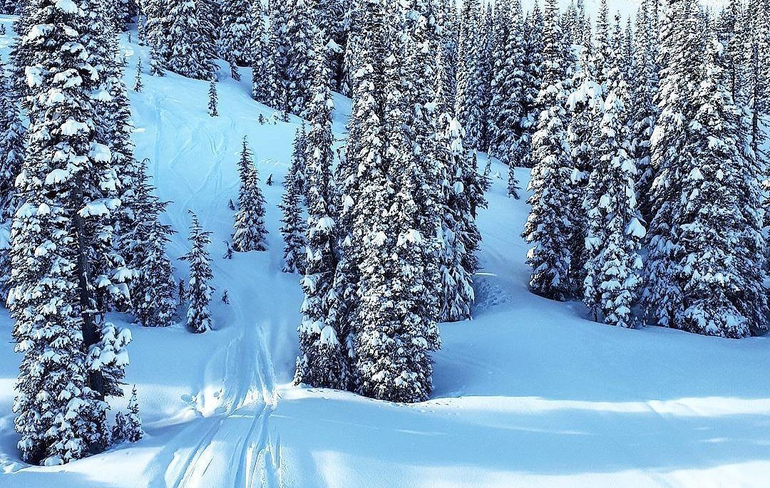 Snowy tree scene