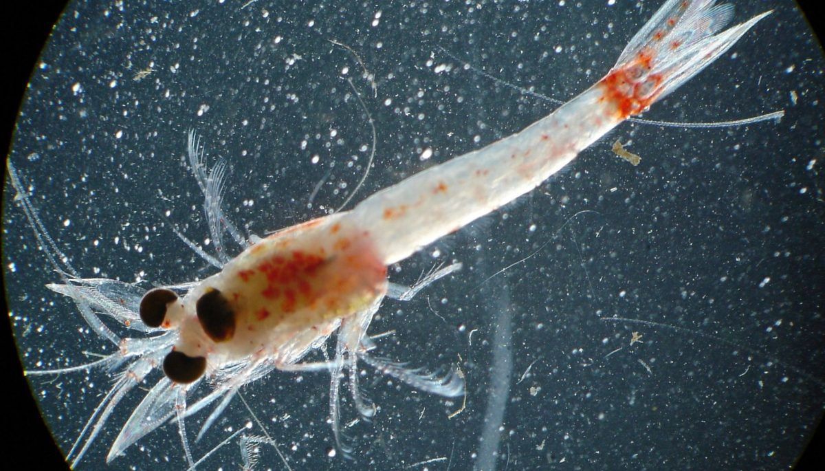 Bloody red shrimp