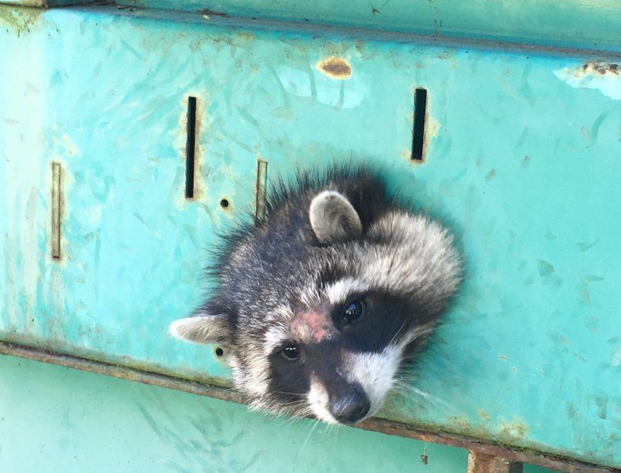 Raccoon with head stuck in hole in a metal structure