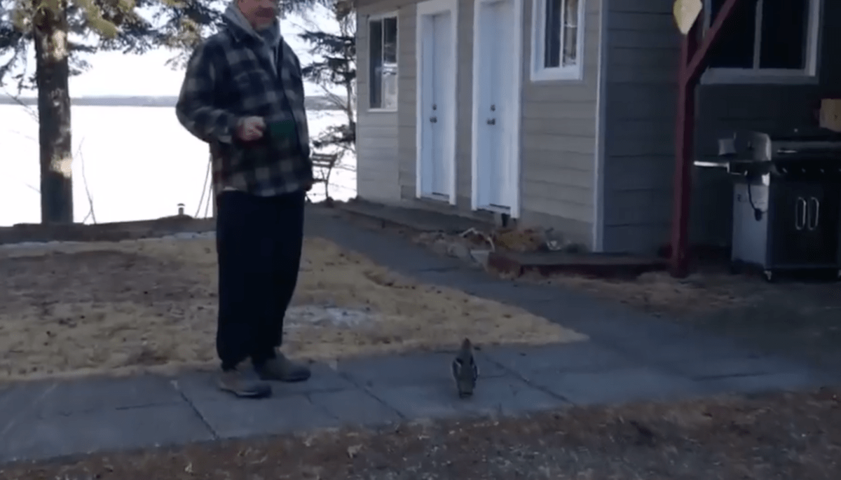 Man and grouse
