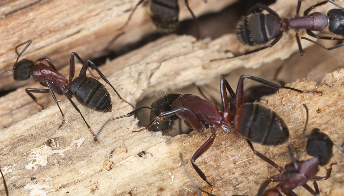Carpenter-ants
