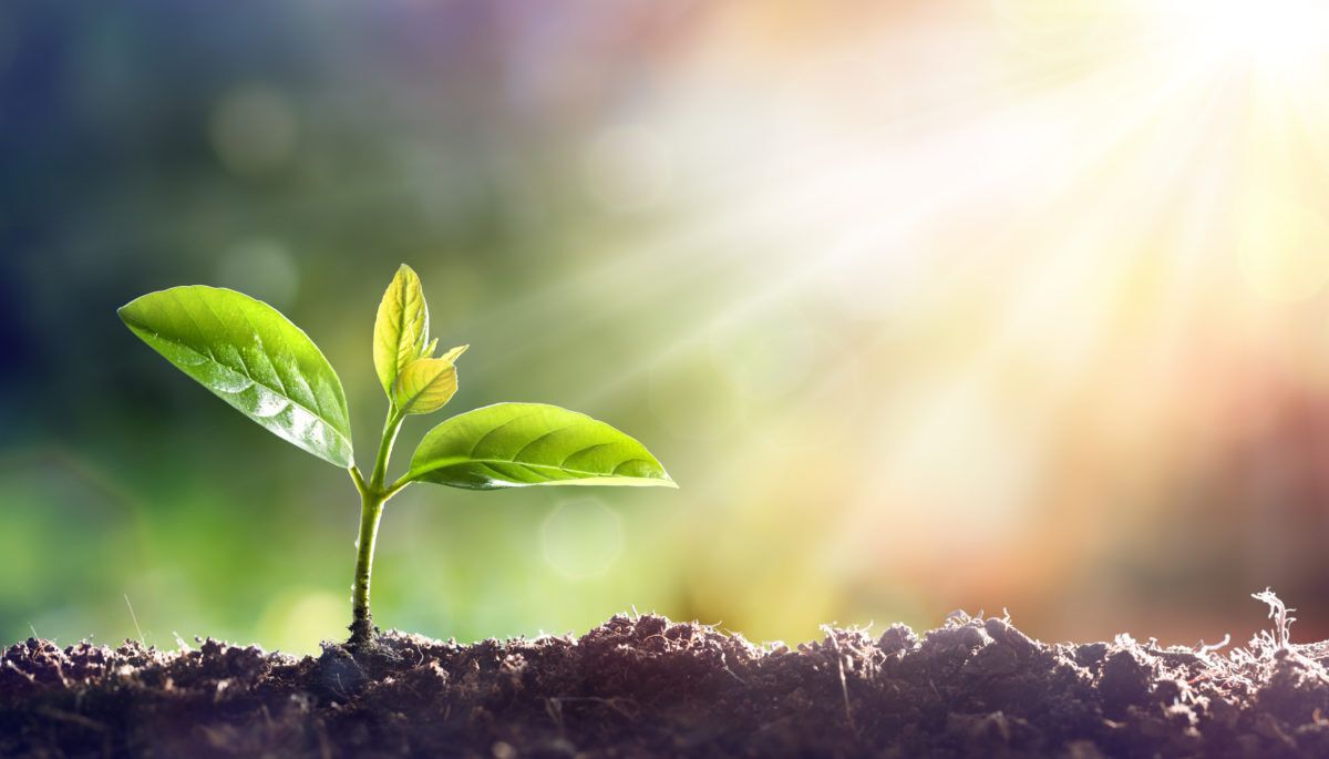 Plant-growing