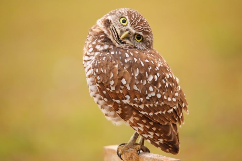 8 owls of Canada and where to find them Cottage Life