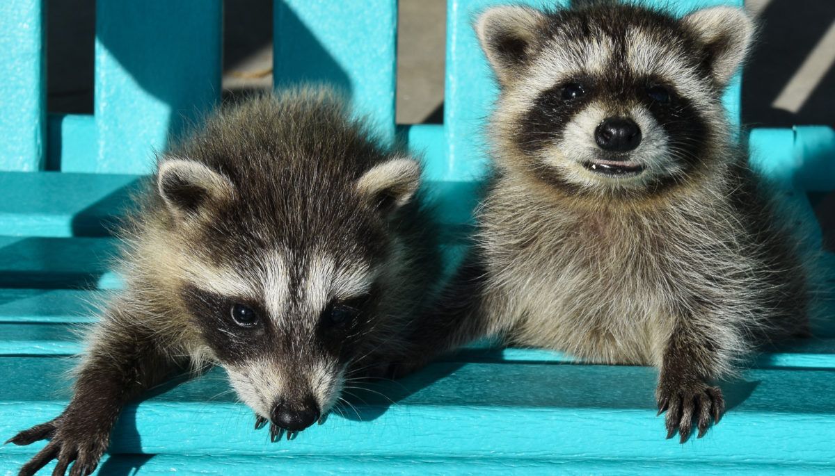 Two baby raccoons on a blue Muskoka chair