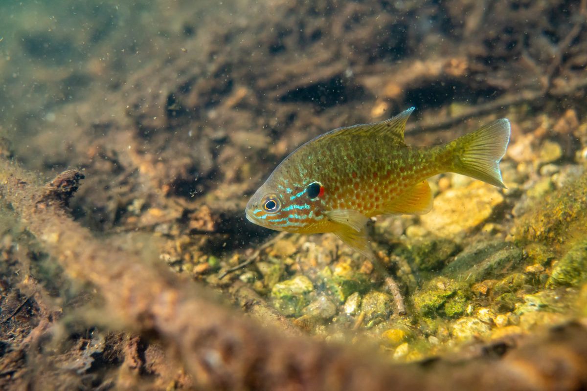 3 ways to get more fish in your lake - Cottage Life