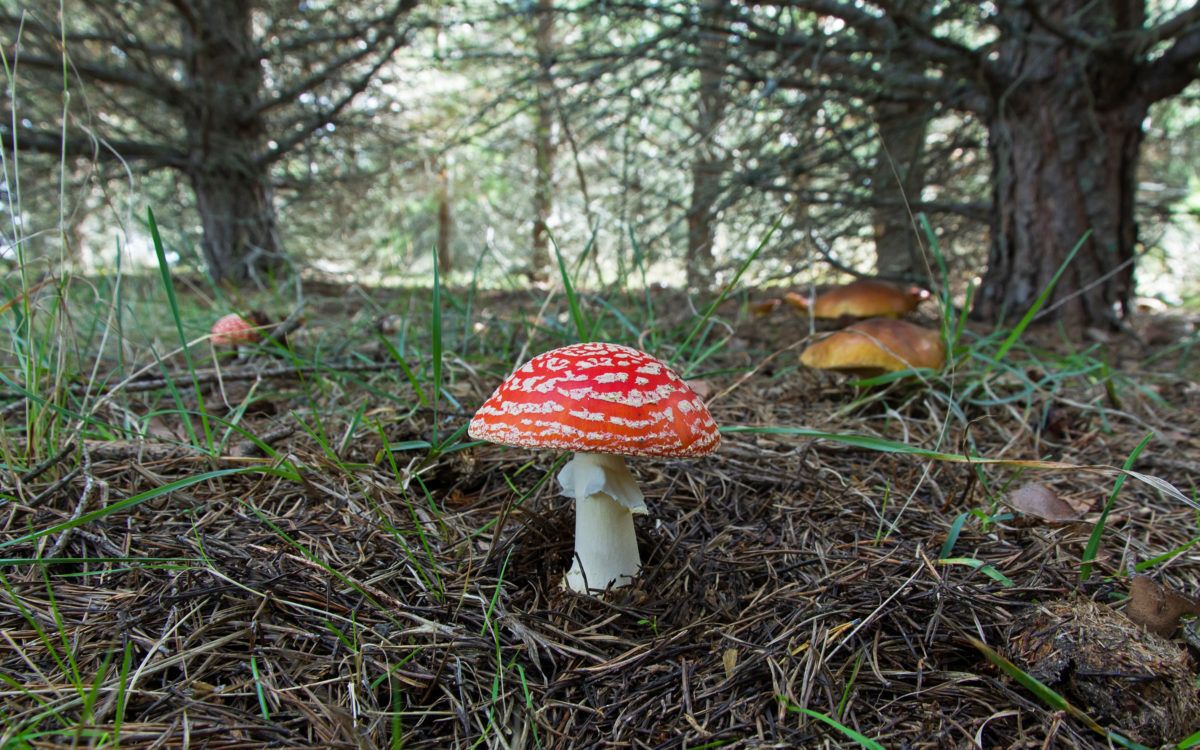 9 fantastic facts about mushrooms - Cottage Life