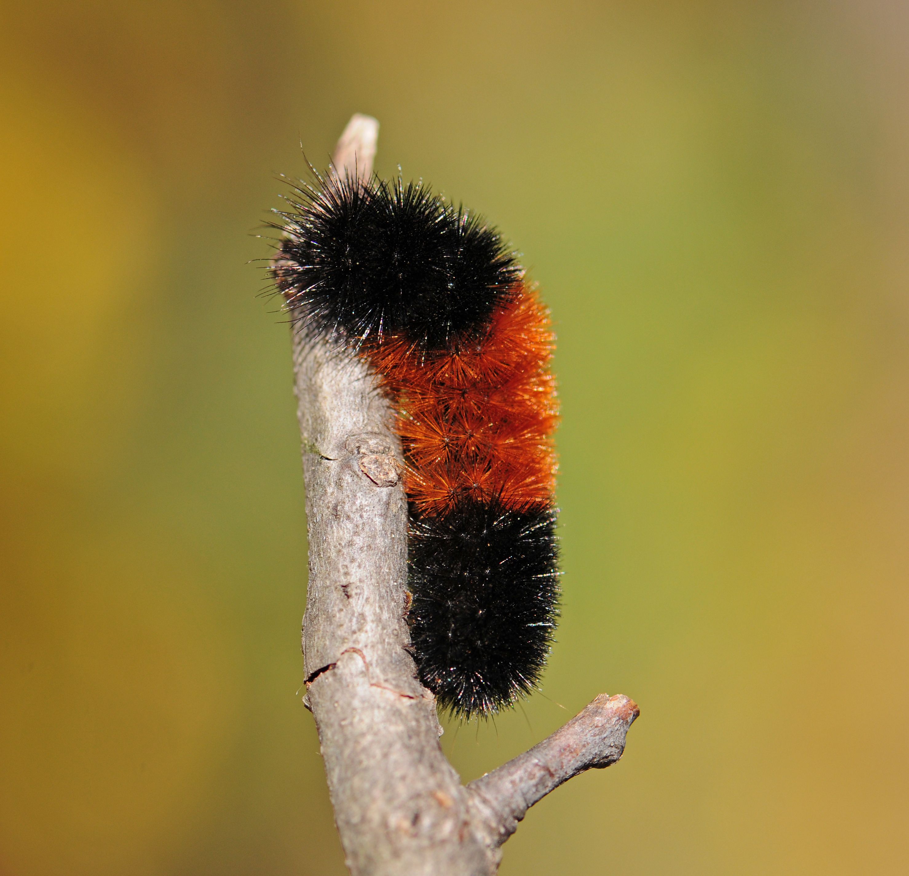 Anteater Silky Woolly Bear Caterpillar