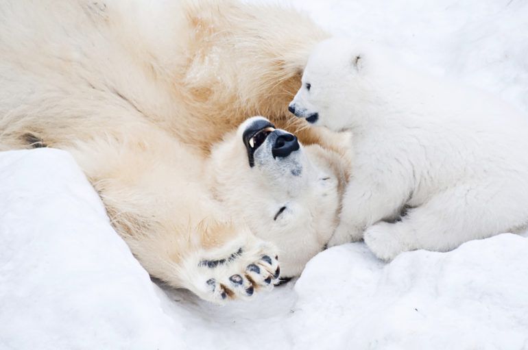 7 ways baby animals survive in the wild after being born | Cottage Life