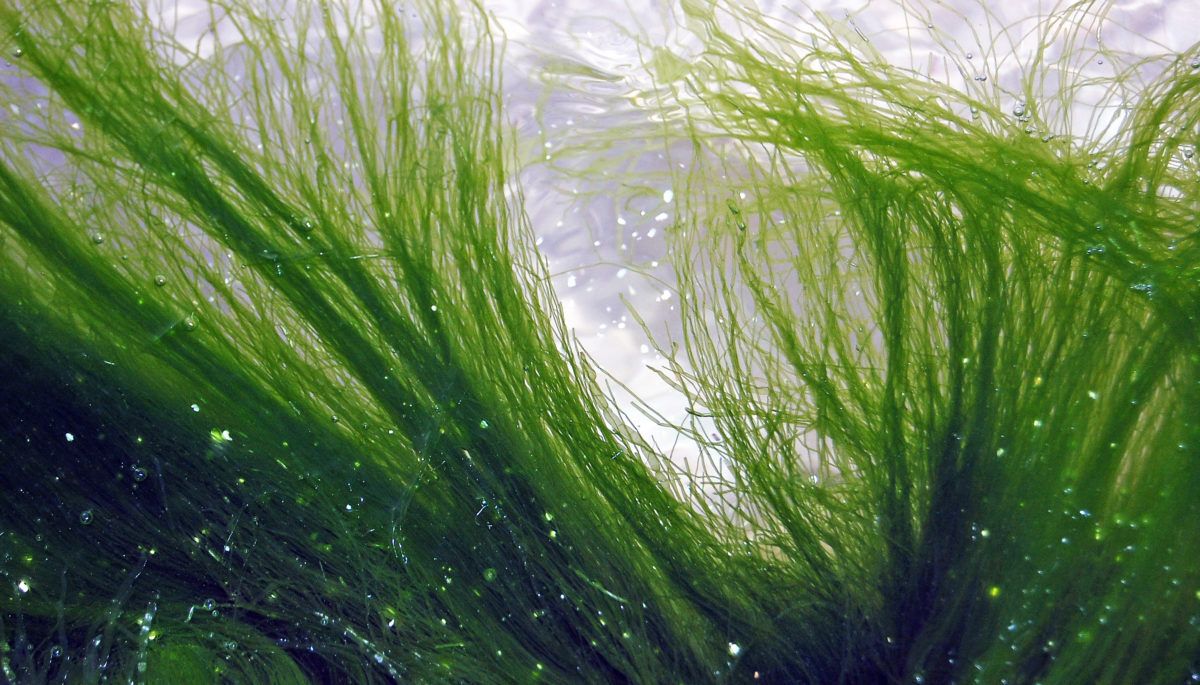Water weeds