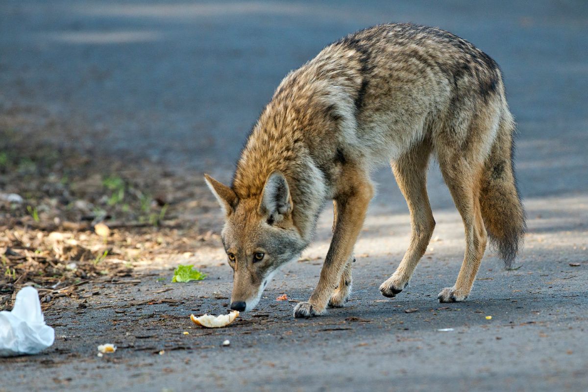 Coyote
