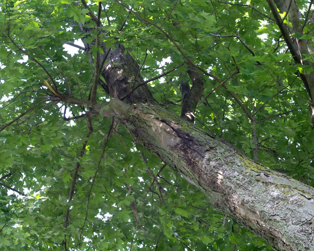 How to properly hang a tree swing Cottage Life