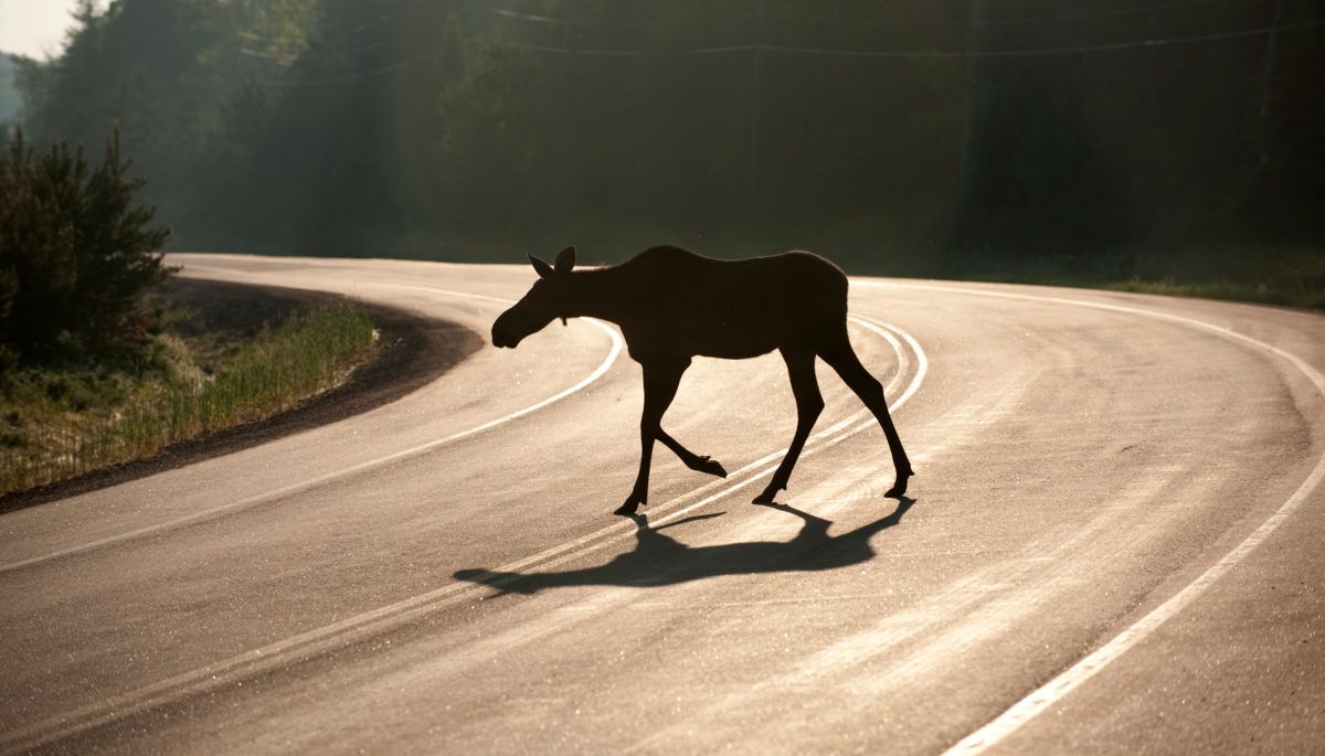 Moose