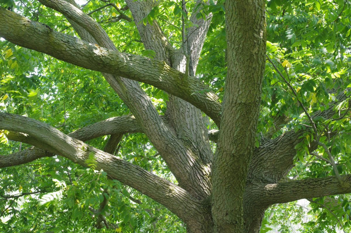 How to properly hang a tree swing Cottage Life