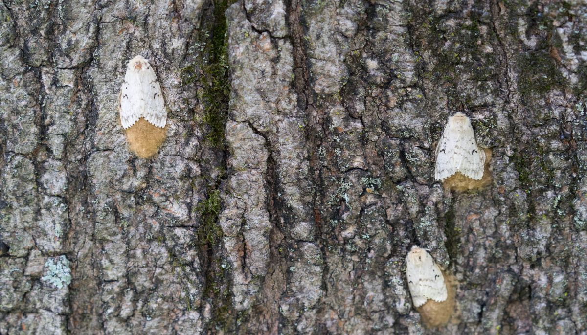 Gypsy Moths