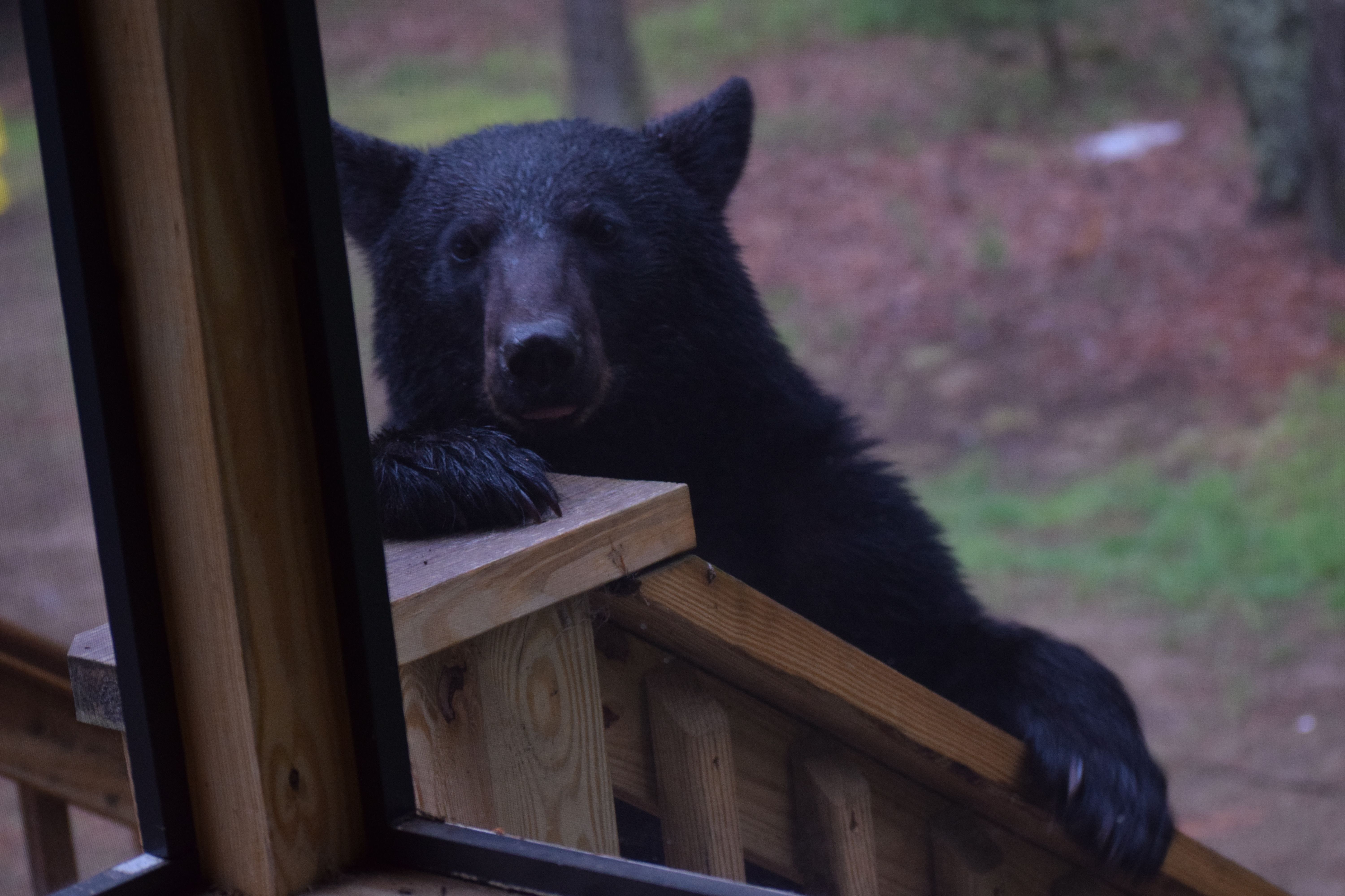 Black bear crashes Thanksgiving dinner in Manitoba - Cottage Life