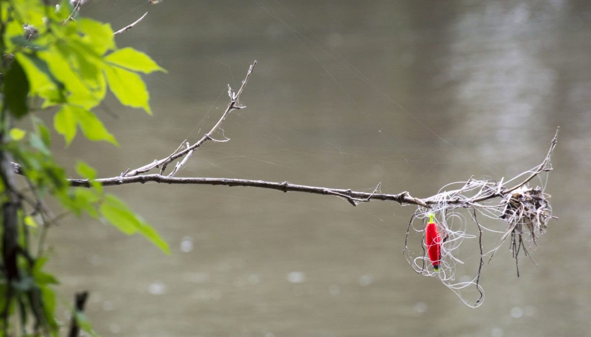 Red fishing lure caught in tree