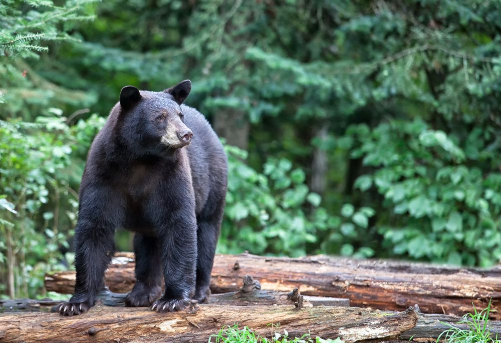 Black Bear