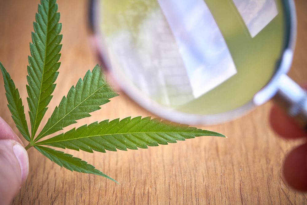 Cannabis FAQ