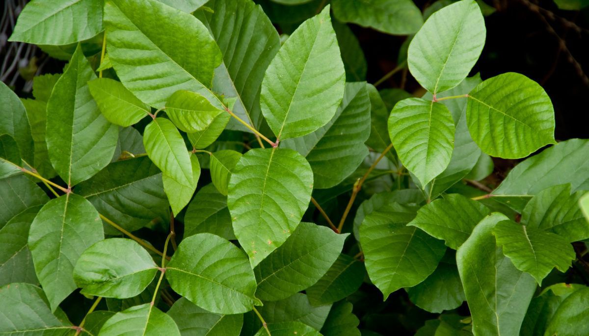 poison ivy