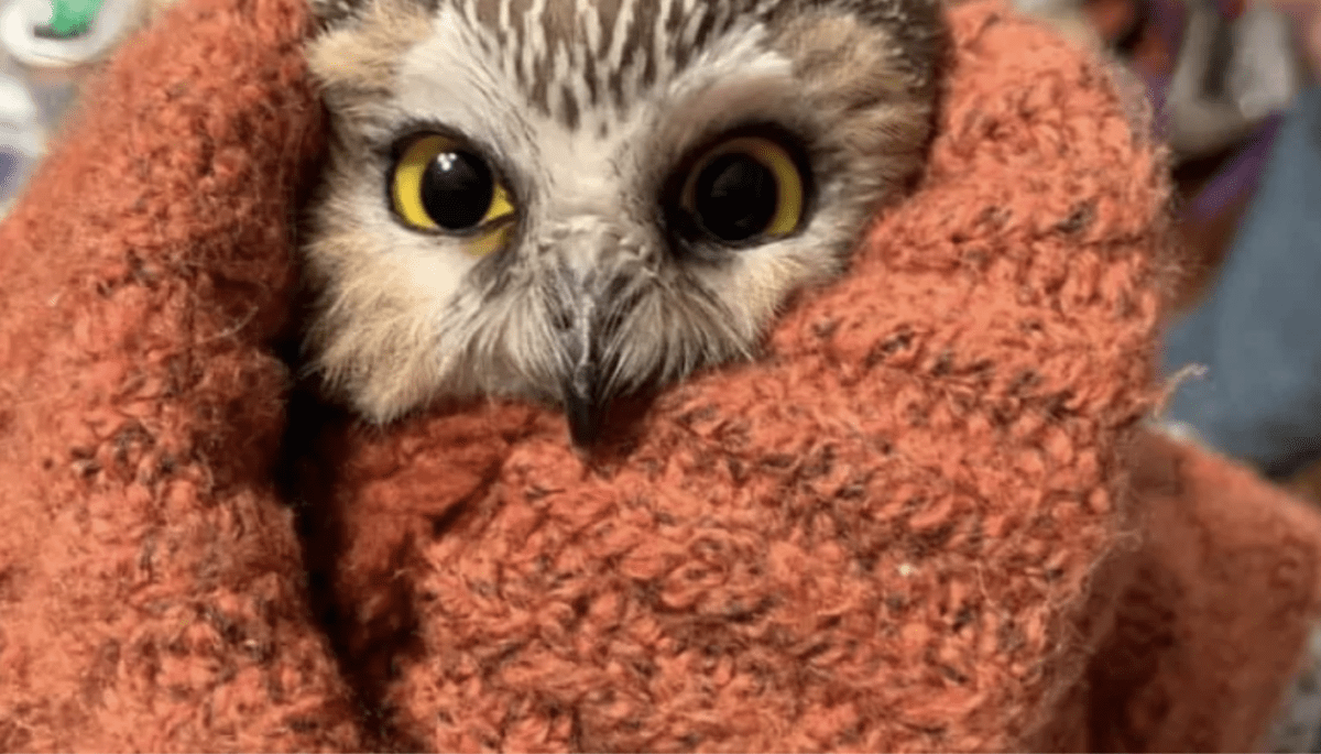 owl found in Rockefeller Center Christmas Tree