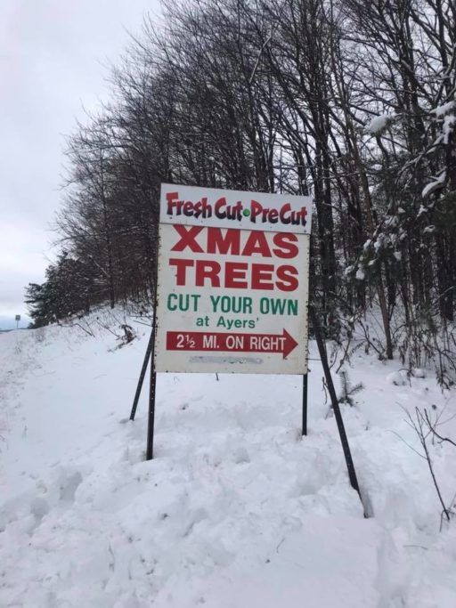 ayer's tree farm