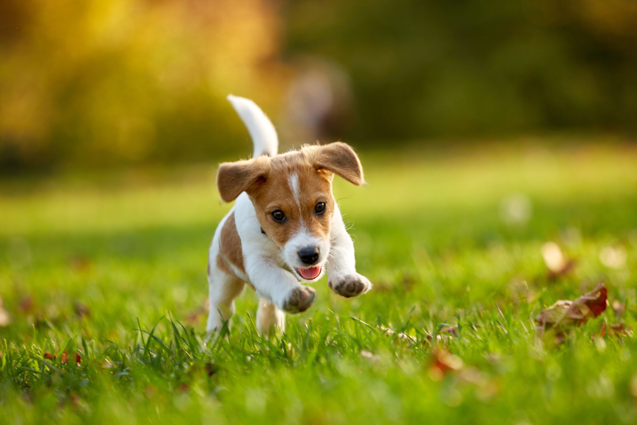 The most popular dog names of 2020 Cottage Life