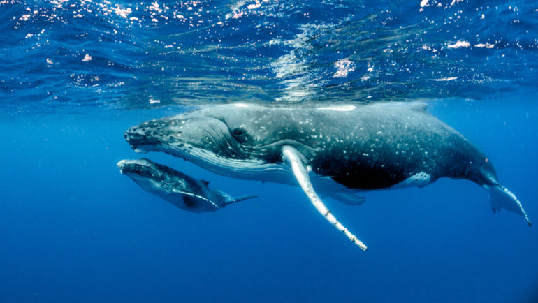 Humpback whale babies are booming this year! - Cottage Life