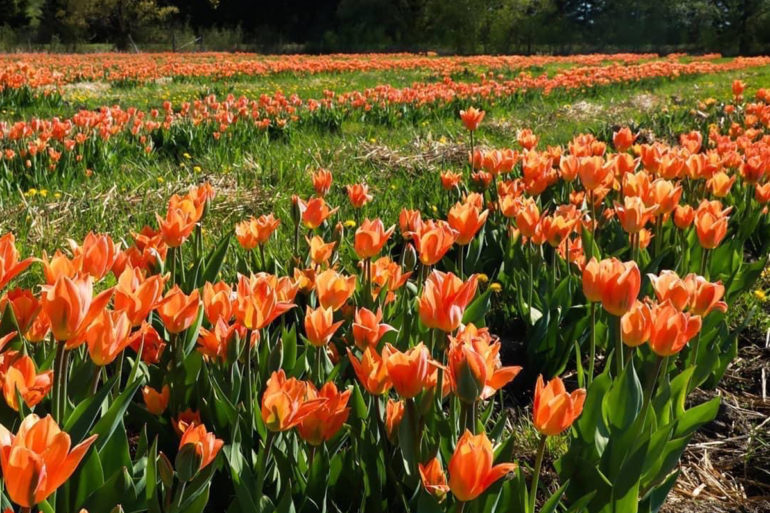 7 secret cottage country spots to visit in honour of the Canadian Tulip